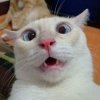 cat.jpg
