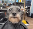 what the dog doiing.png