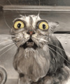 cat-wet-cat.gif