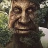 3804-wise-tree.jpg