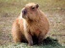 capybara-600.jpg