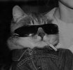 My cat.jpeg