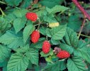 hallon-plantera-hallon-granngarden-2-min.jpg