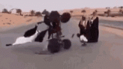 arab-4wheeler.gif