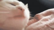 vibingcatttt.jpg