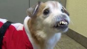 hund.jpg
