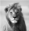 male-lion-50x70_d8c47.jpg