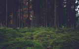4k-forest-ground-with-trees-5jlznfc66xy3xec3.jpg