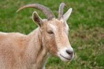 bock_get_vct1t1.jpg bock_get_vct1t1.jpg