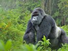 4vzzw2piv9_Mountain_Gorilla_Silverback_WW22557.jpg