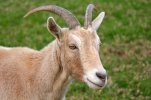 bock_get_vct1t1.jpg bock_get_vct1t1.jpg