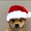 Detta är jul dogge.jpg