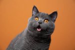 istockphoto-1361394182-612x612.jpg istockphoto-1361394182-612x612.jpg