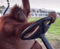 monkey-conduciendo.png