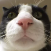 8283-cat-chill.png