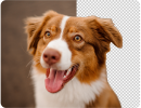 media_1d3b52f84820bcc233354d3d4628f20ff339ea096.png