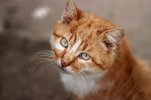 cat-1378188_1280.jpg cat-1378188_1280.jpg