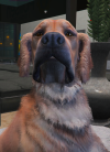 sasfsafaf.png