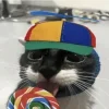 cat meme pfp.webp