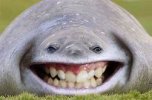 images.jpeg