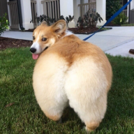 !lilskantz