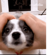 Snabbe