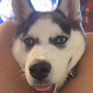 Shasta