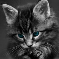 Katten31