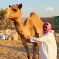 Amo Amir