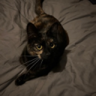 RoxyTheCat