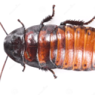 Druskiii