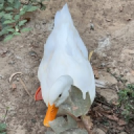 Affelito