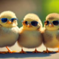 chickenkongulus