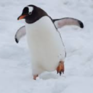 Pingvinenv2