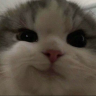 Papilito