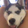 Shasta