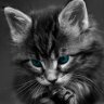 Katten31