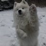 maximus_x99
