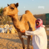 Amo Amir