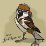 sparrow