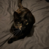 RoxyTheCat
