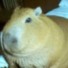 Melvinsigma