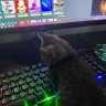assesonew