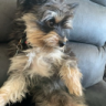 Maltoin