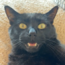 skitzo