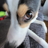 doggo