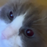 mollyj