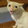nkn_333