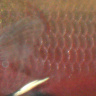 Glocken