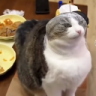 happy cat